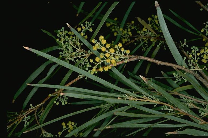Acacia argyrodendron