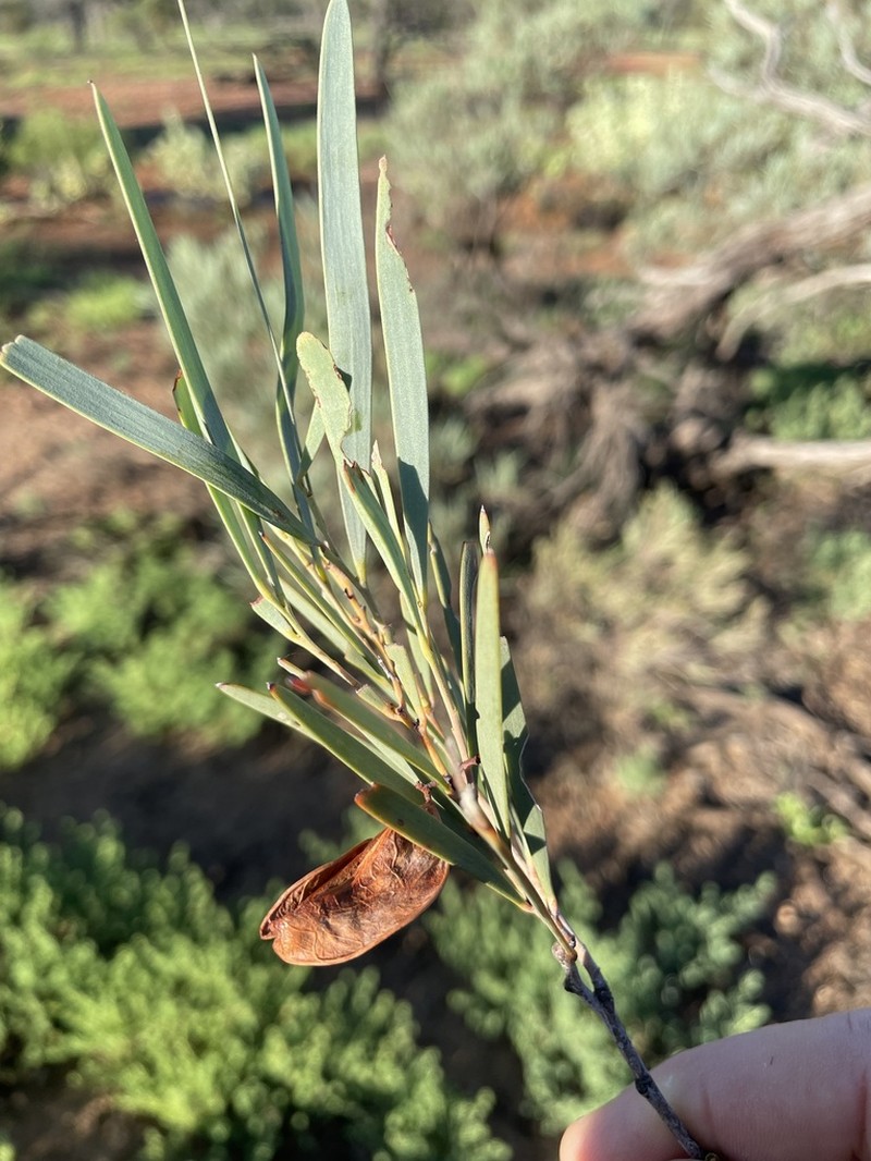Acacia argyrodendron photo 2
