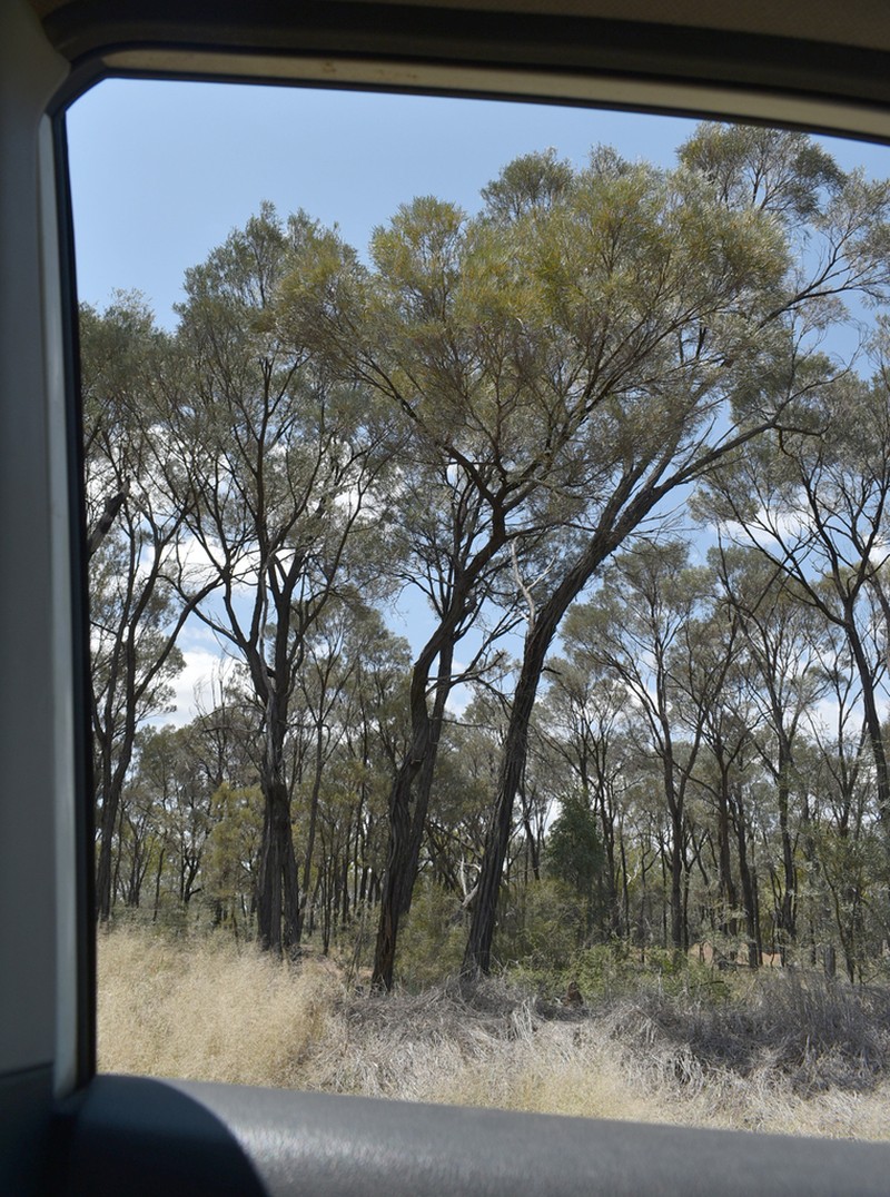 Acacia argyrodendron photo 4