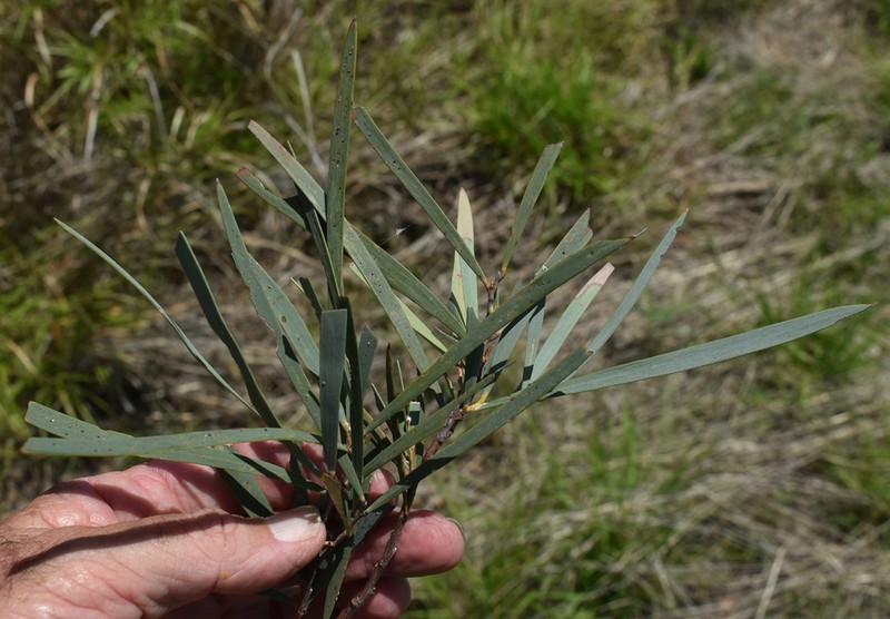 Acacia argyrodendron photo 5