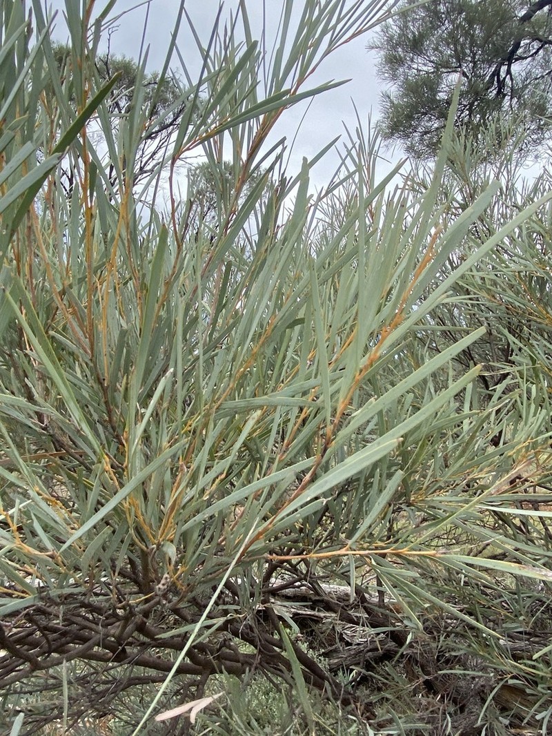 Acacia argyrodendron photo 6