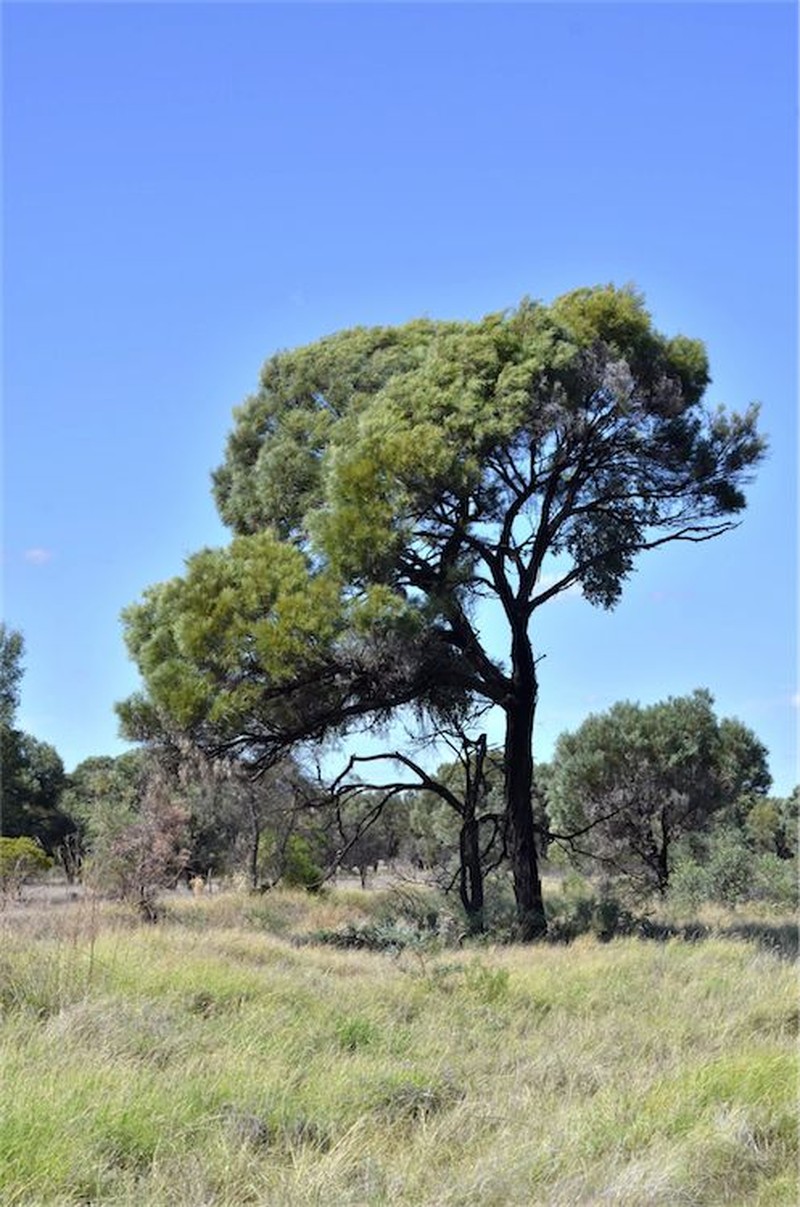 Acacia argyrodendron photo 8