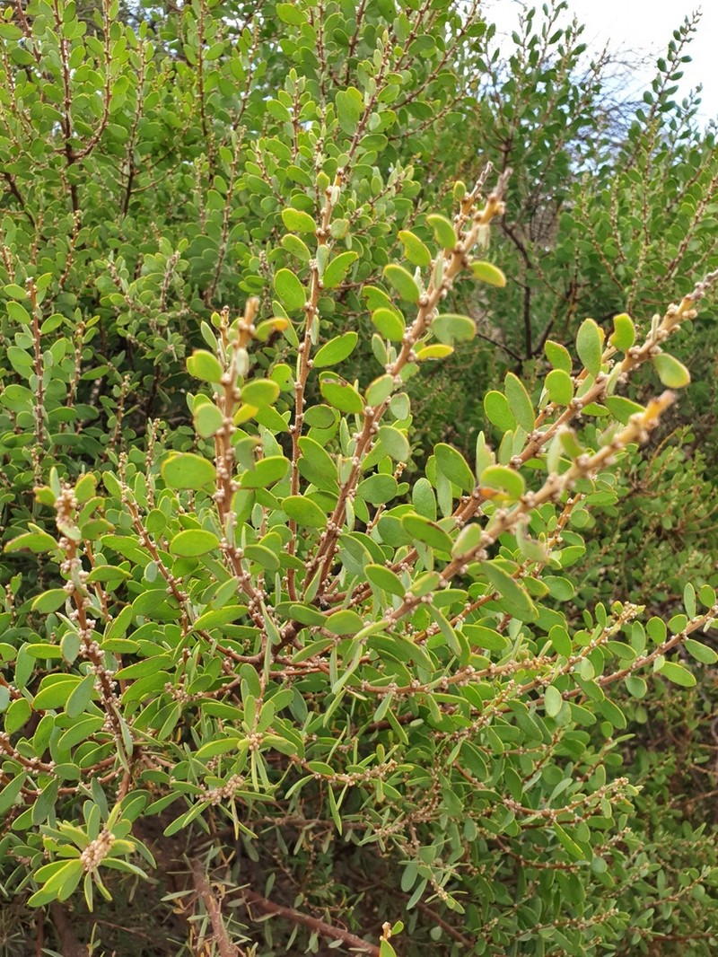 Acacia argyrophylla photo 2