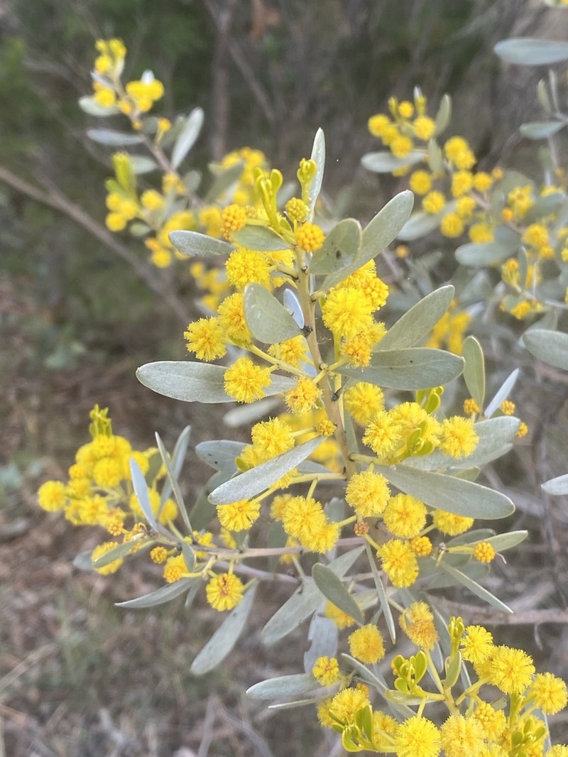 Acacia argyrophylla photo 3