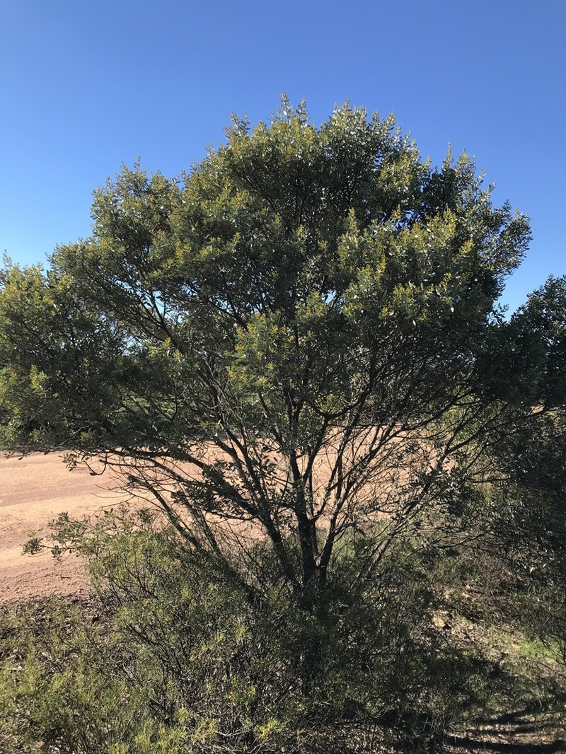 Acacia argyrophylla photo 4