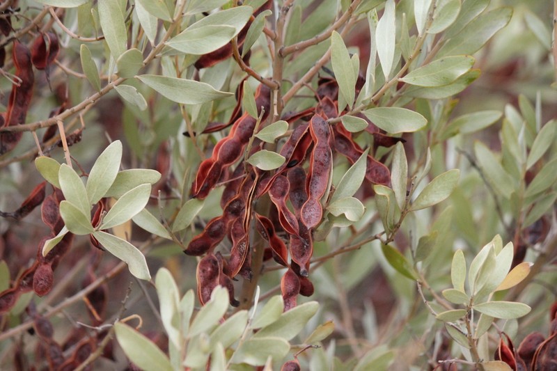 Acacia argyrophylla photo 5
