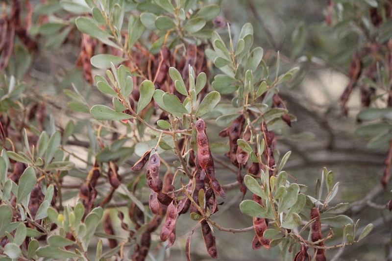 Acacia argyrophylla photo 6