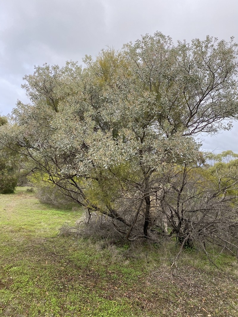 Acacia argyrophylla photo 7