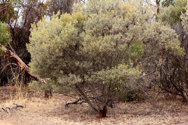 Acacia argyrophylla photo 8