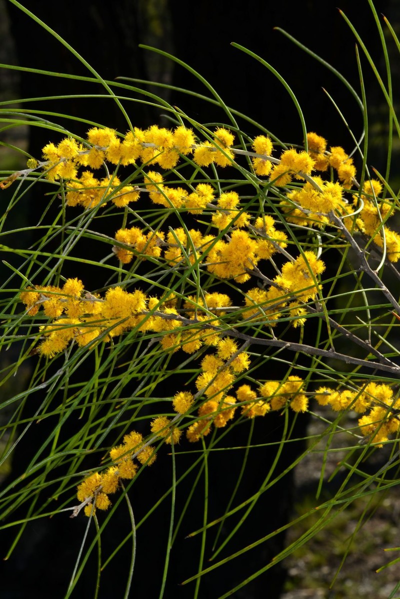 Acacia argyrotricha photo 3