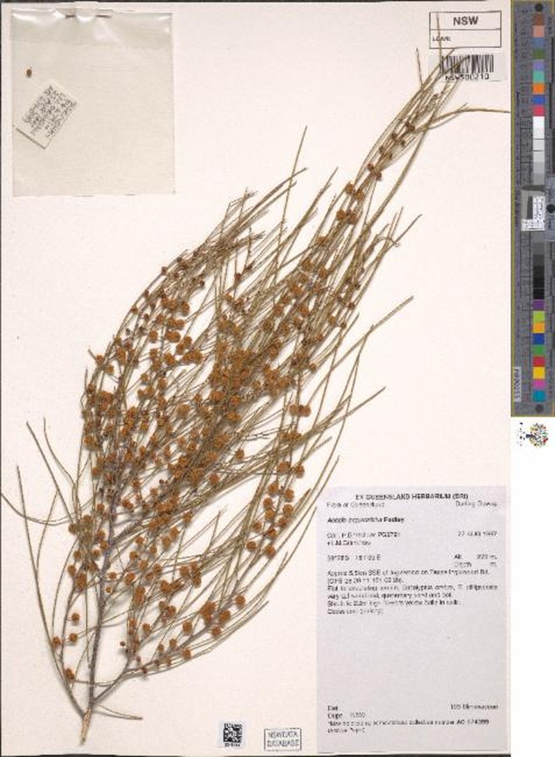 Acacia argyrotricha