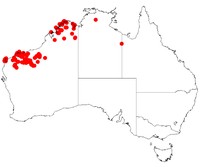 Acacia arida
