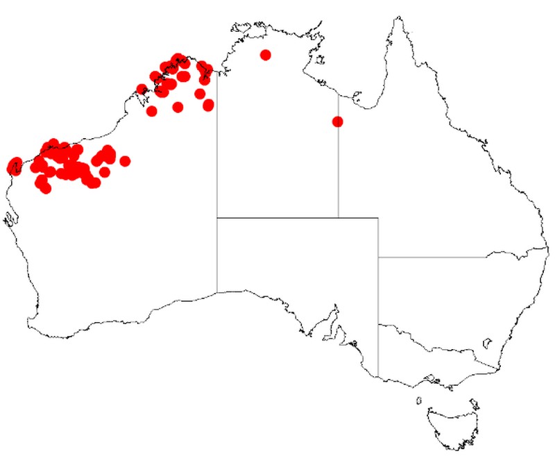 Acacia arida