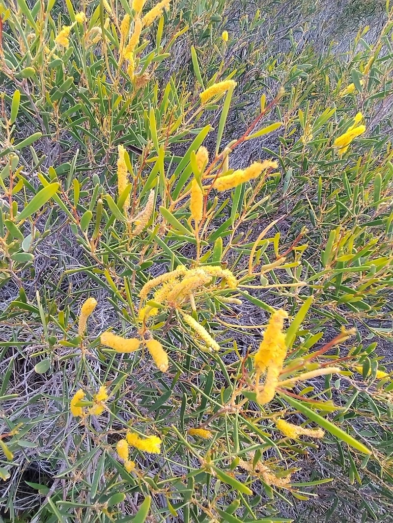 Acacia arida photo 2