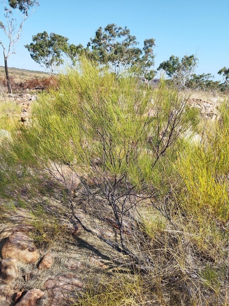 Acacia arida photo 3