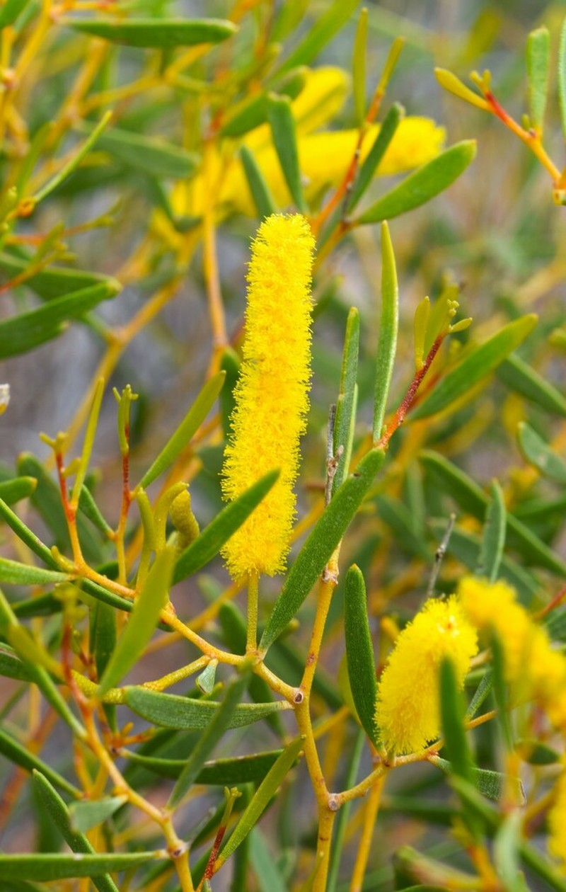Acacia arida photo 4