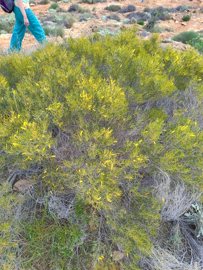 Acacia arida photo 5