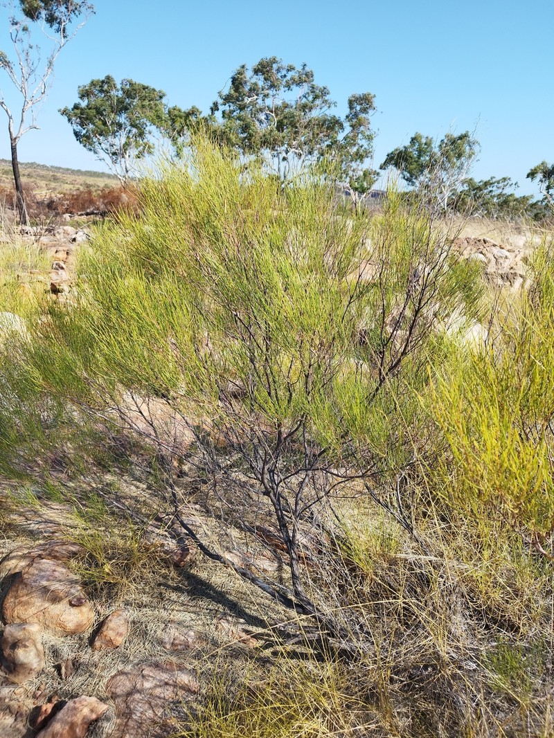 Acacia arida photo 6