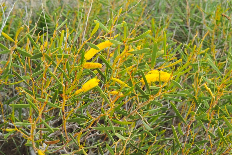 Acacia arida photo 7