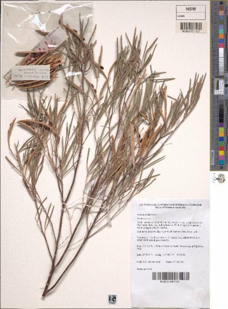 Acacia arida photo 8