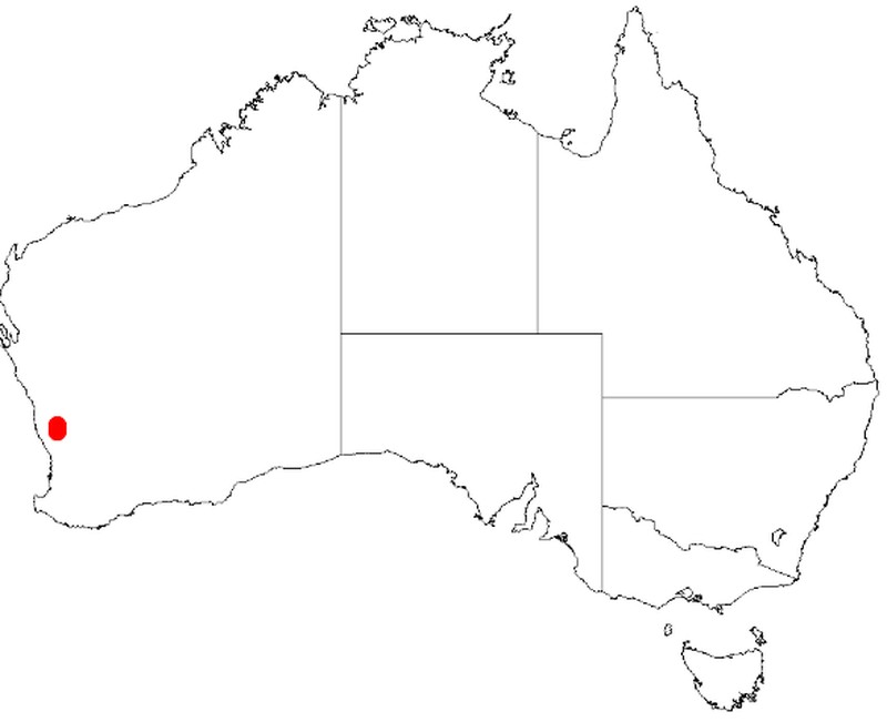 Acacia aristulata