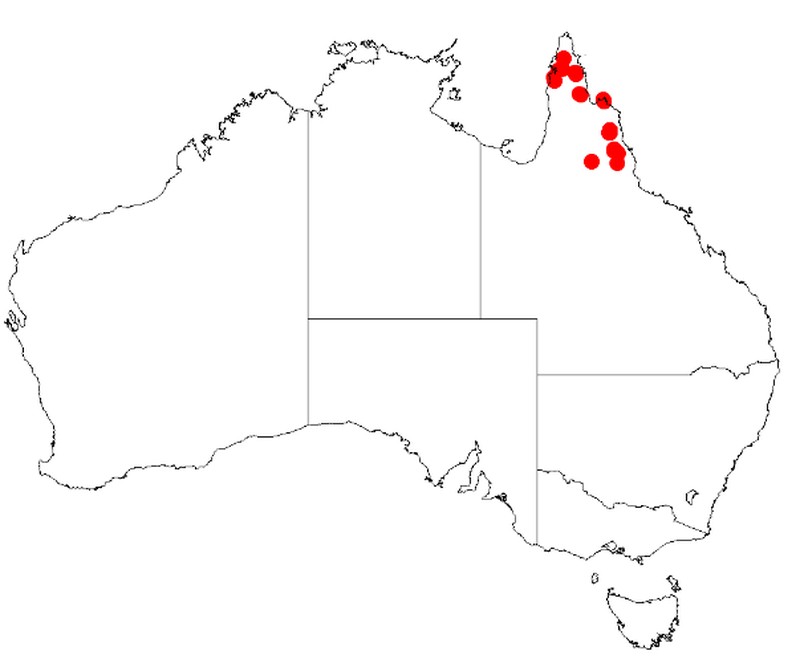 Acacia armillata