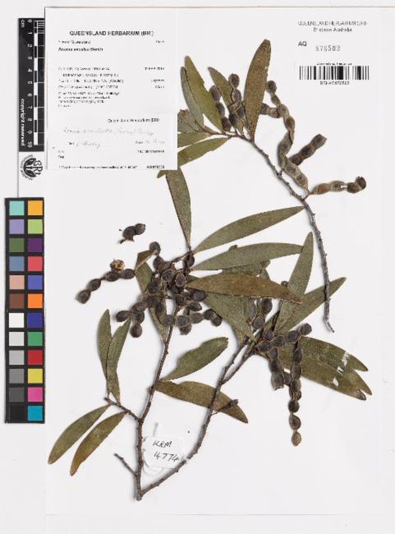 Acacia armillata photo 2