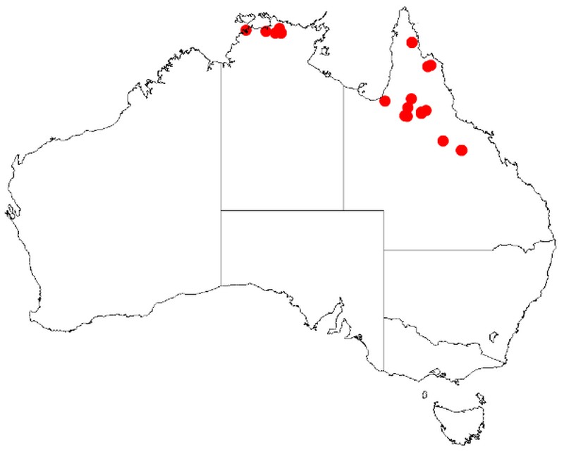 Acacia armitii