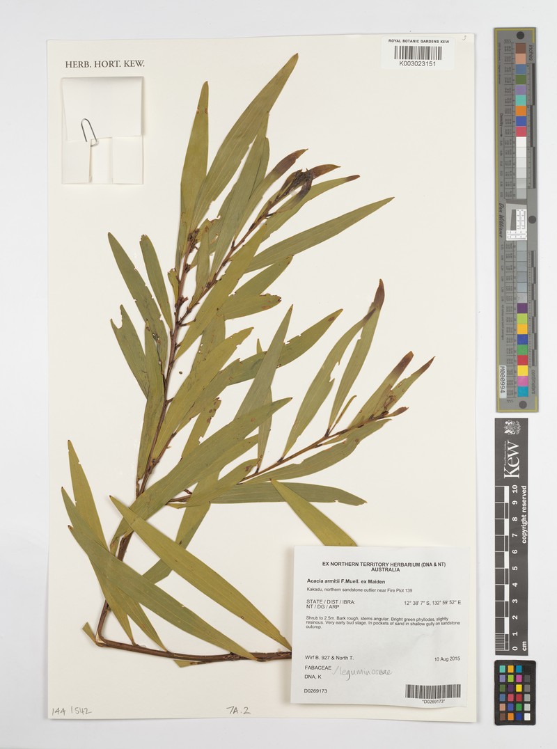Acacia armitii photo 2