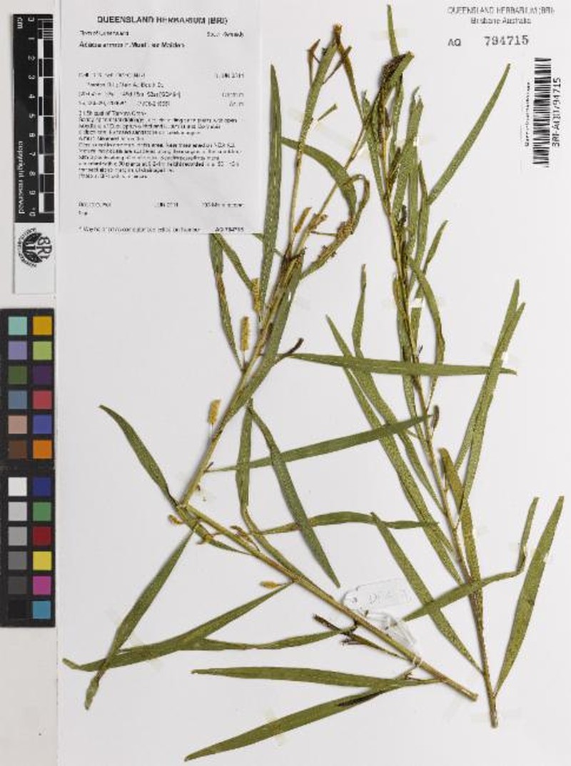 Acacia armitii photo 3