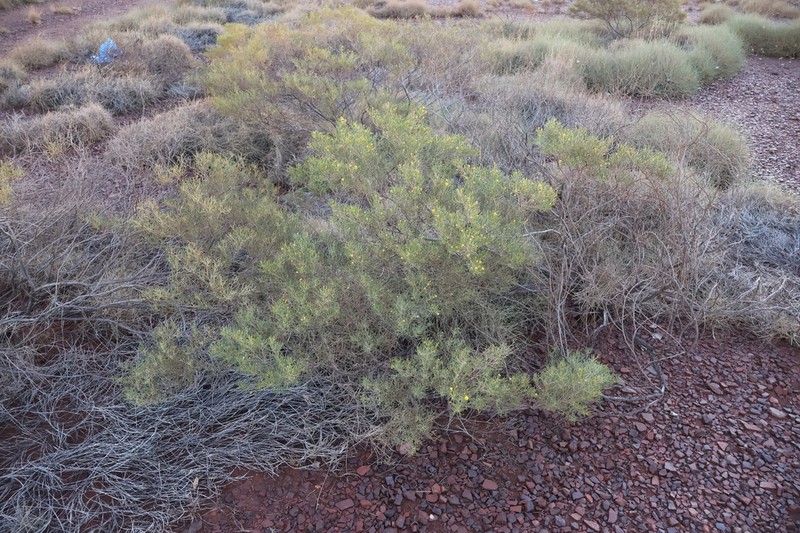 Acacia arrecta