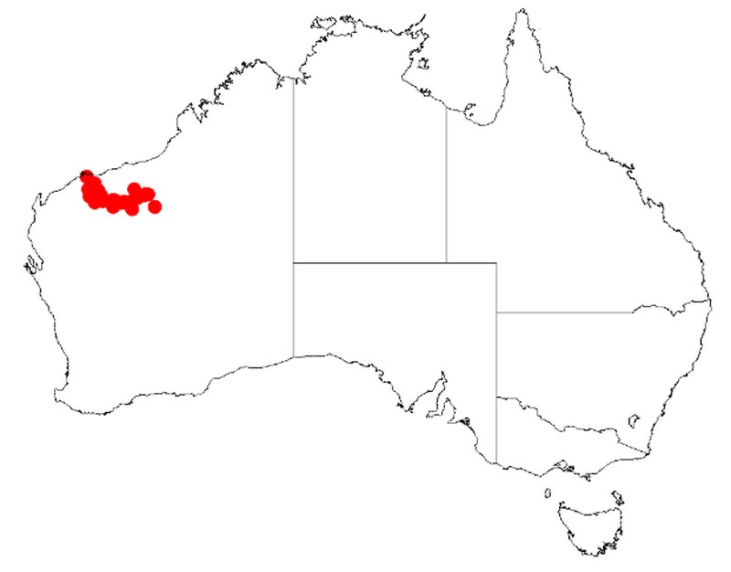 Acacia arrecta