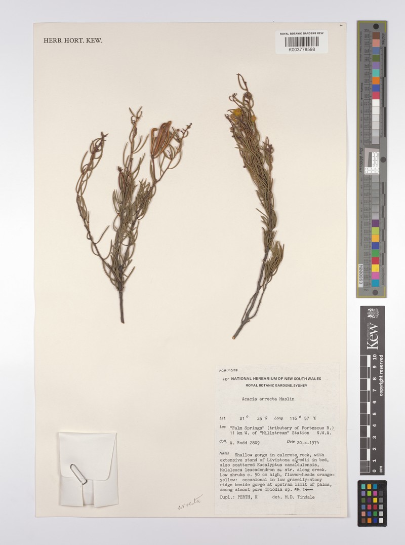 Acacia arrecta photo 2