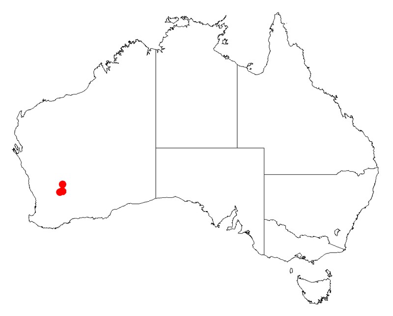 Acacia ascendens
