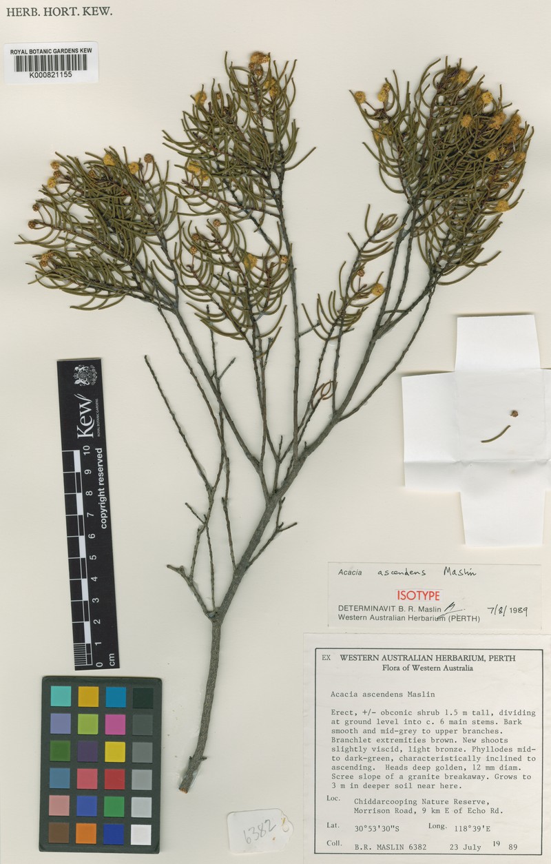 Acacia ascendens photo 2