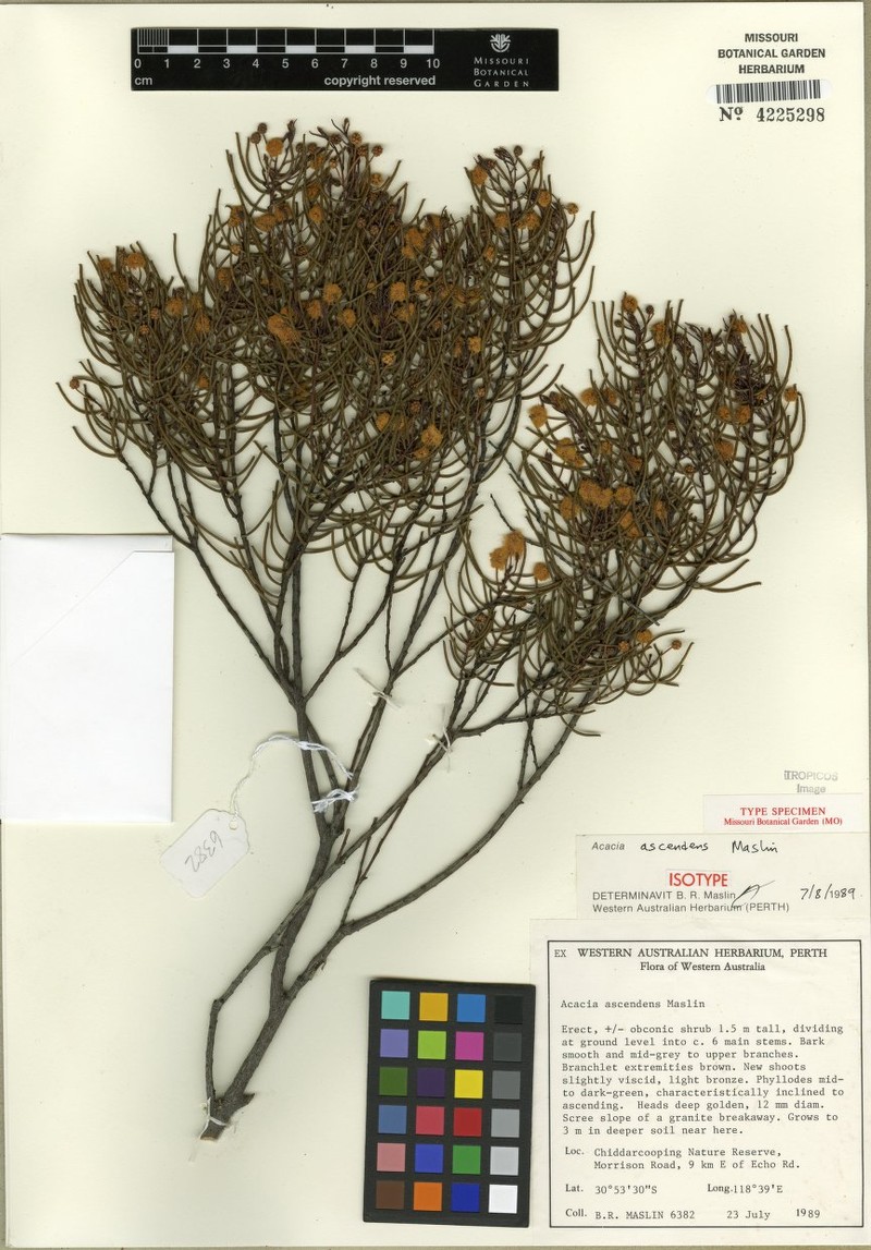 Acacia ascendens photo 3