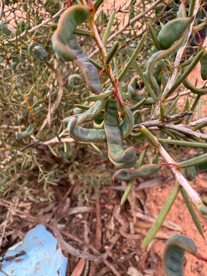 Acacia asepala