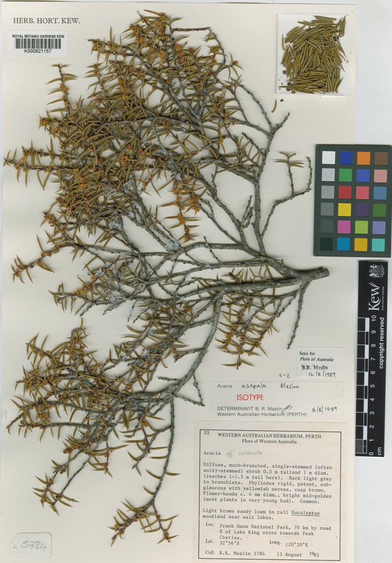 Acacia asepala photo 2