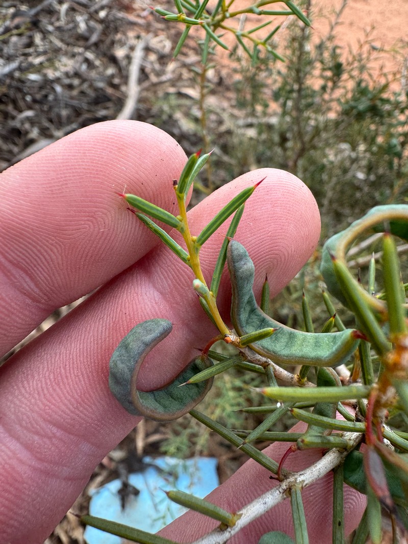 Acacia asepala photo 3