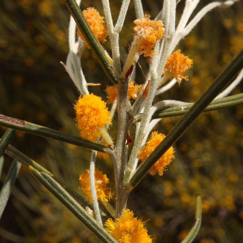 Acacia ashbyae photo 4