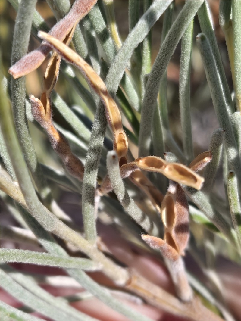 Acacia ashbyae photo 5