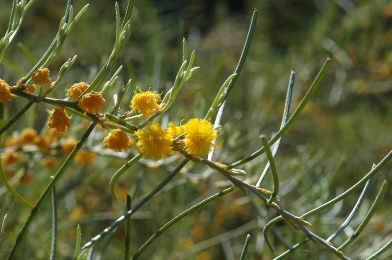 Acacia ashbyae