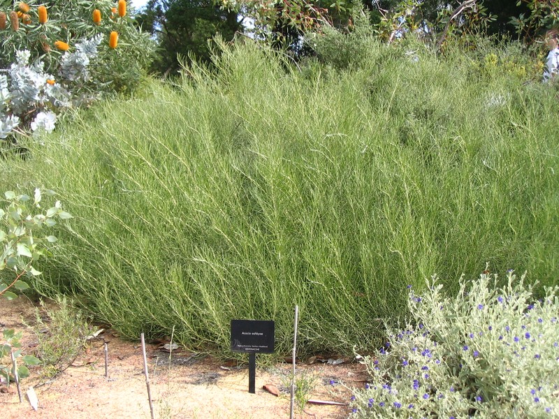 Acacia ashbyae photo 2
