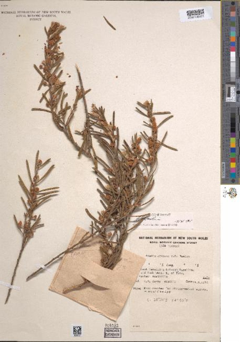 Acacia ashbyae photo 3
