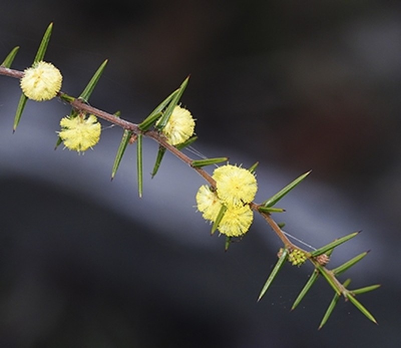 Acacia asparagoides