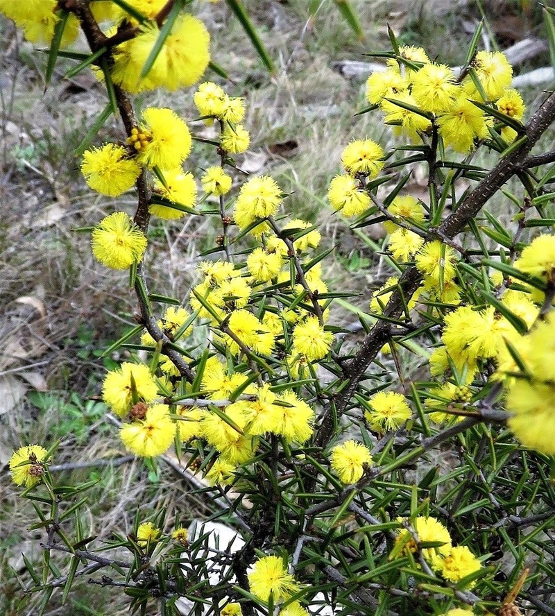 Acacia asparagoides photo 2