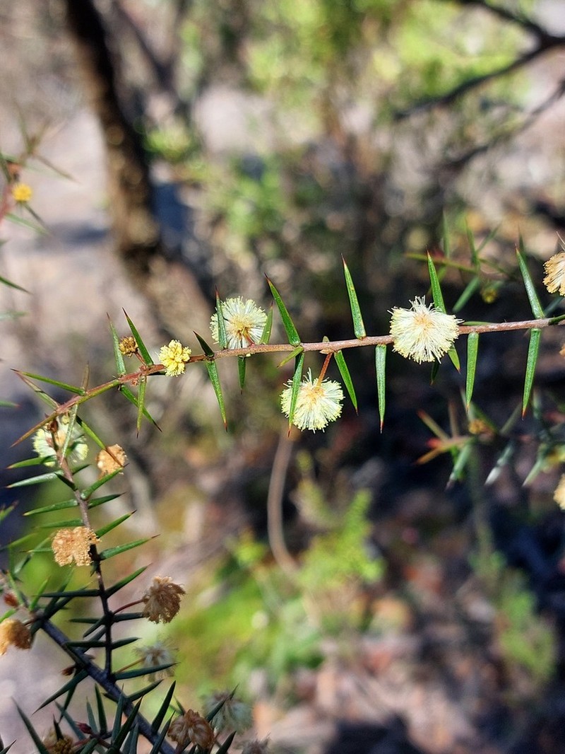 Acacia asparagoides photo 3