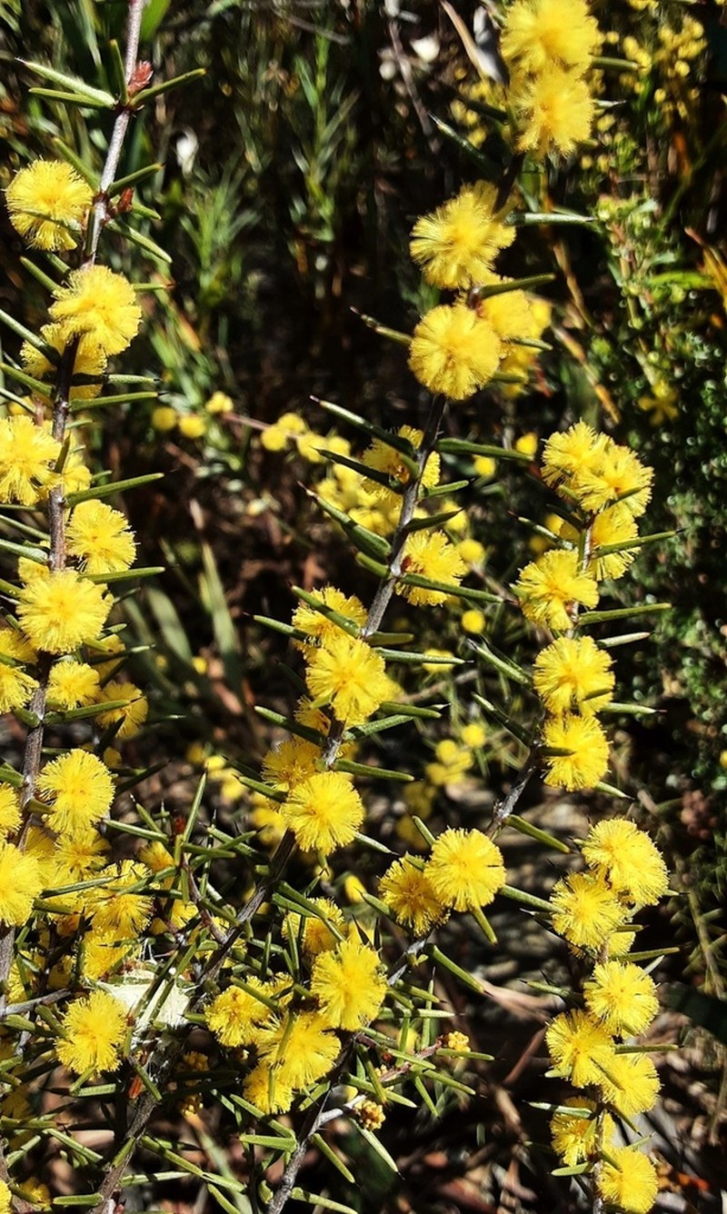 Acacia asparagoides photo 4