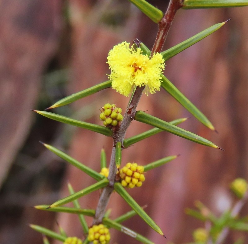Acacia asparagoides photo 5