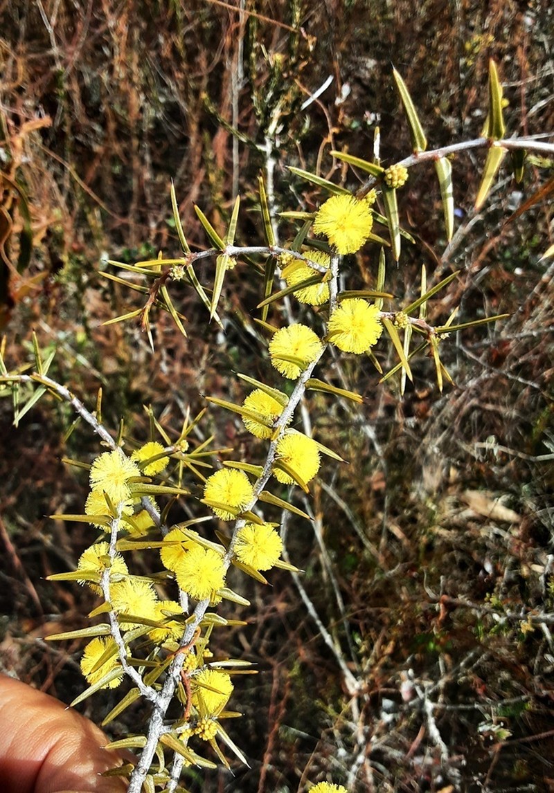 Acacia asparagoides photo 6